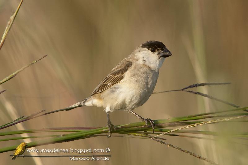 Capuchino boina negra (Capped Seedeater) Sporophila pileata