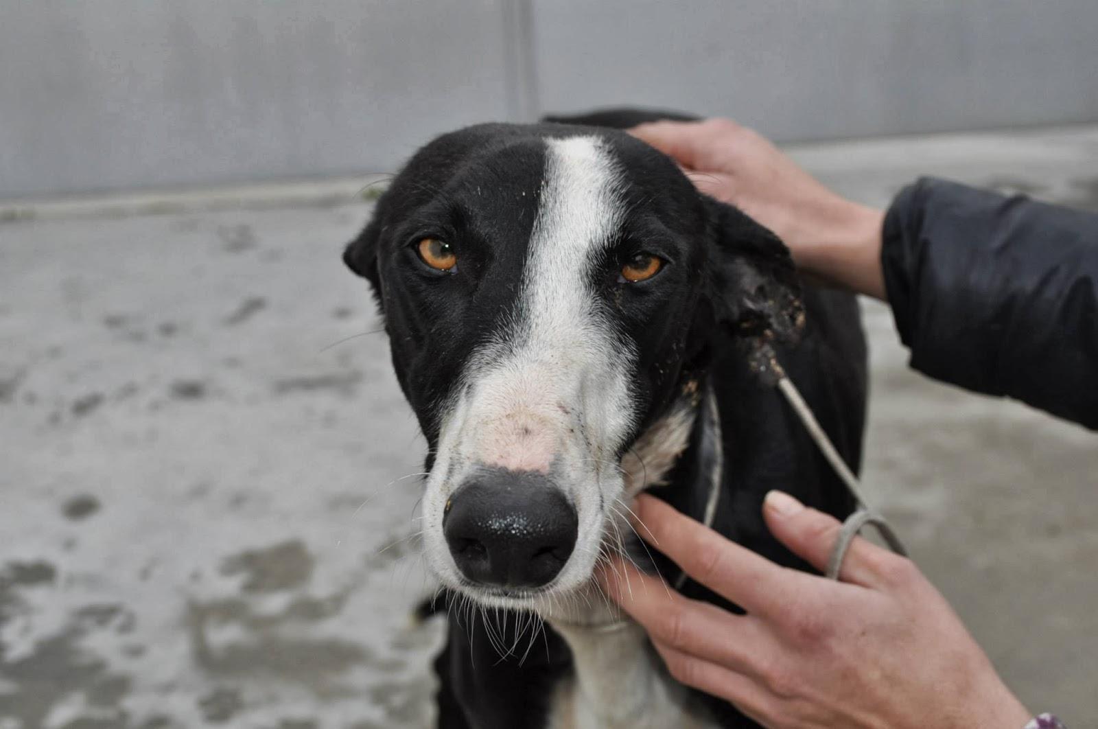 Tarugo, fecha de sacrificio el 19 de diciembre, en la perrera de Badajoz.