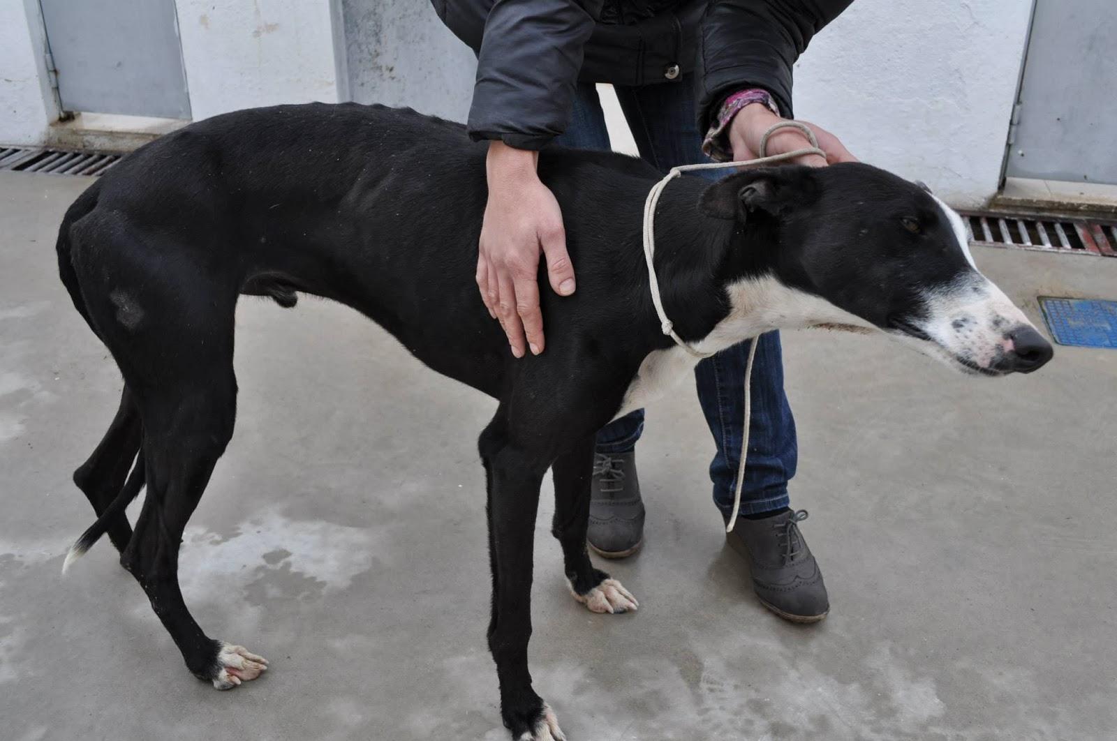 Tarugo, fecha de sacrificio el 19 de diciembre, en la perrera de Badajoz.