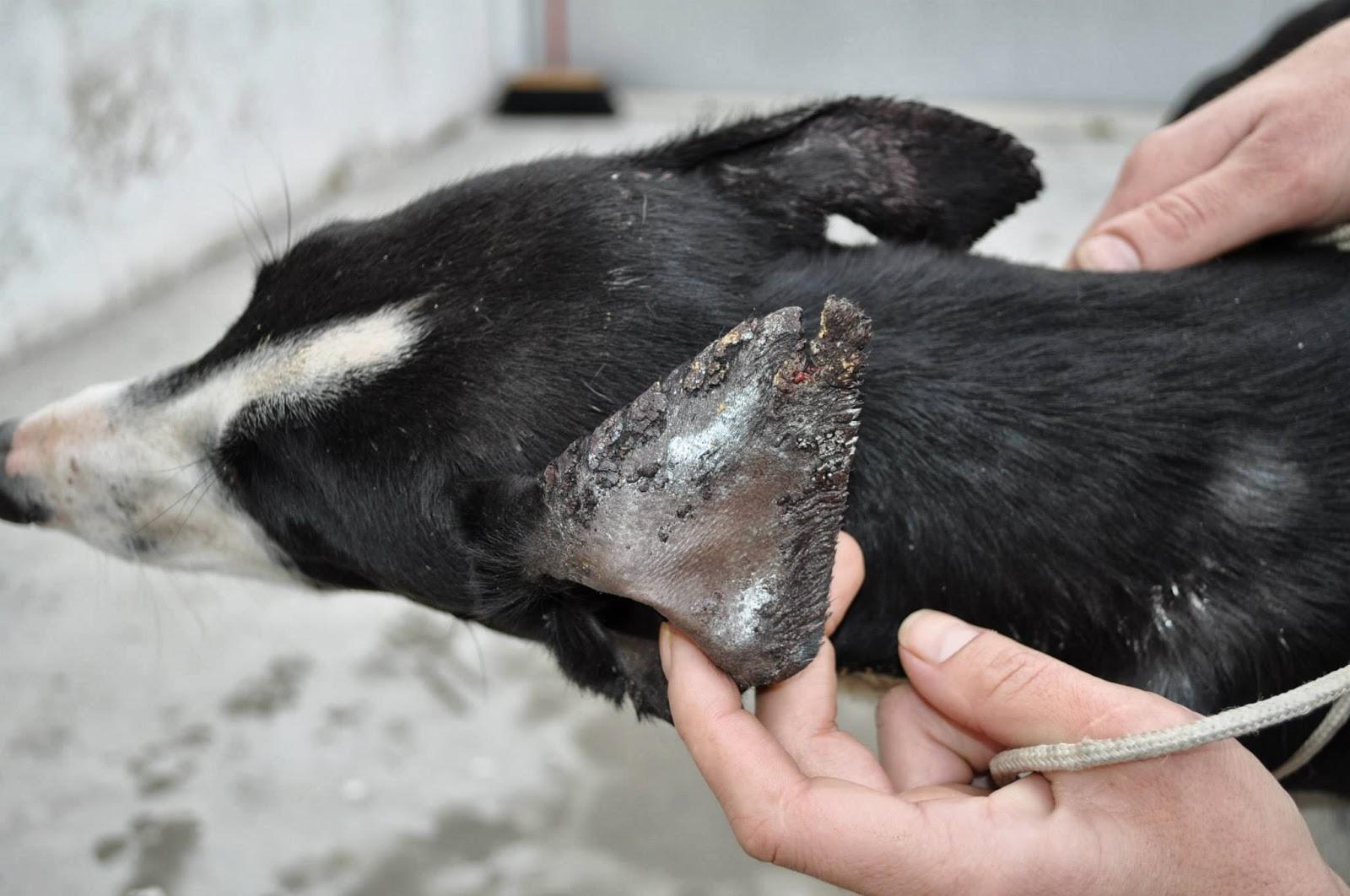 Tarugo, fecha de sacrificio el 19 de diciembre, en la perrera de Badajoz.