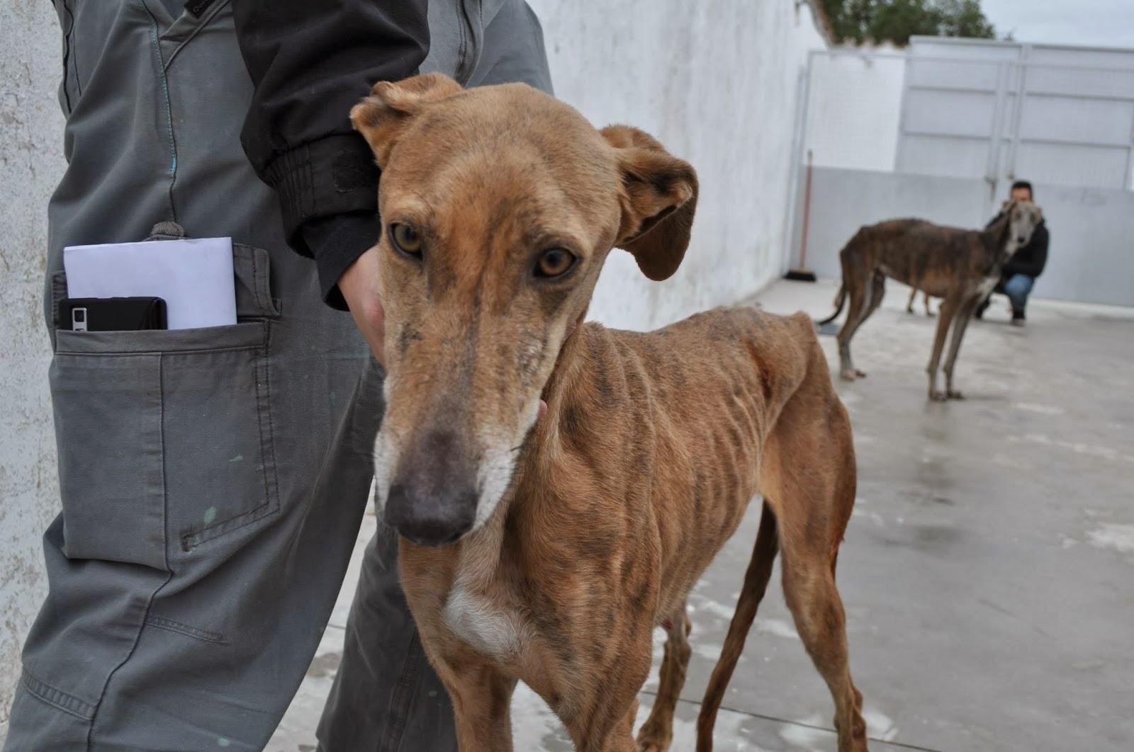 Galguita en fatal estado en la perrera de Badajoz. URGE SACARLA O EN BREVE SERÁ SACRIFICADA.