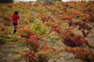 Midiendo azúcares 2008