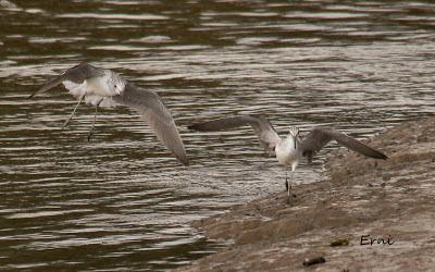 GRULLA Y RELACIONES ENTRE AVES