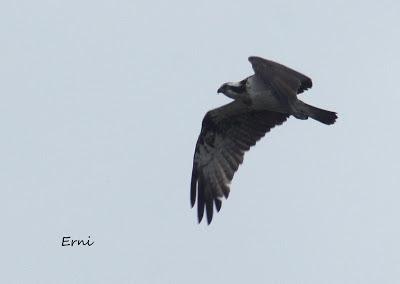GRULLA Y RELACIONES ENTRE AVES