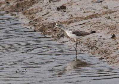 GRULLA Y RELACIONES ENTRE AVES