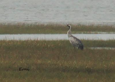 GRULLA Y RELACIONES ENTRE AVES
