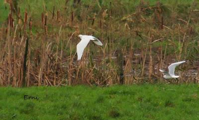 GRULLA Y RELACIONES ENTRE AVES