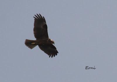 GRULLA Y RELACIONES ENTRE AVES