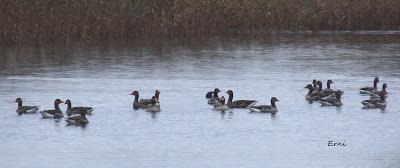 GRULLA Y RELACIONES ENTRE AVES