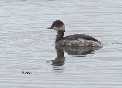 GRULLA Y RELACIONES ENTRE AVES