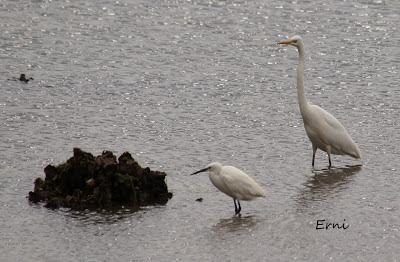 GRULLA Y RELACIONES ENTRE AVES
