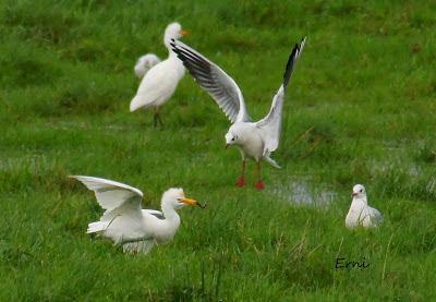 GRULLA Y RELACIONES ENTRE AVES