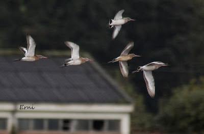 GRULLA Y RELACIONES ENTRE AVES