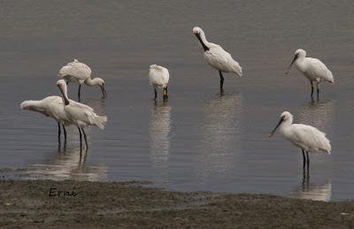 GRULLA Y RELACIONES ENTRE AVES