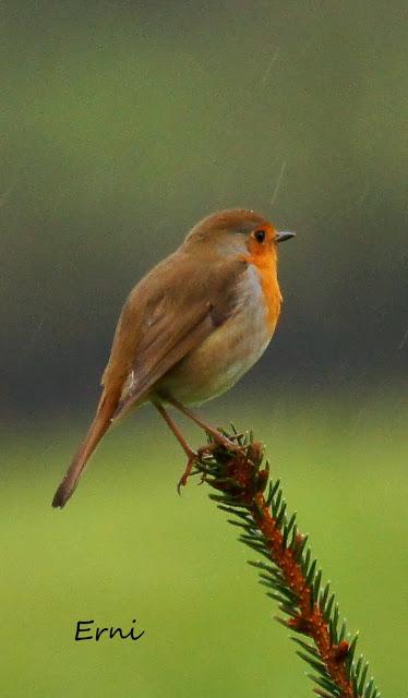 GRULLA Y RELACIONES ENTRE AVES
