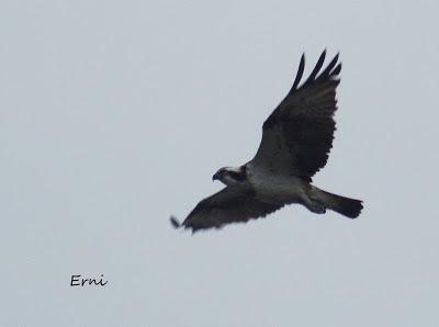 GRULLA Y RELACIONES ENTRE AVES