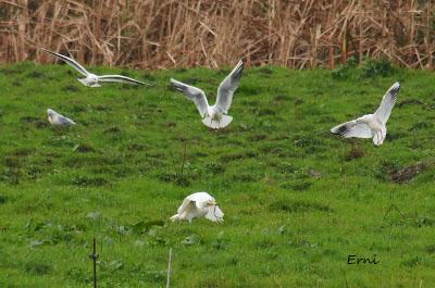 GRULLA Y RELACIONES ENTRE AVES