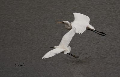 GRULLA Y RELACIONES ENTRE AVES