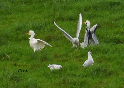 GRULLA Y RELACIONES ENTRE AVES