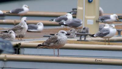 PASEANDO POR LA PLAYA