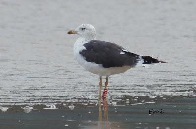 PASEANDO POR LA PLAYA