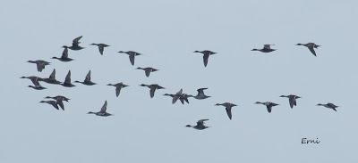 PASEANDO POR LA PLAYA