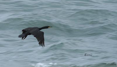 PASEANDO POR LA PLAYA