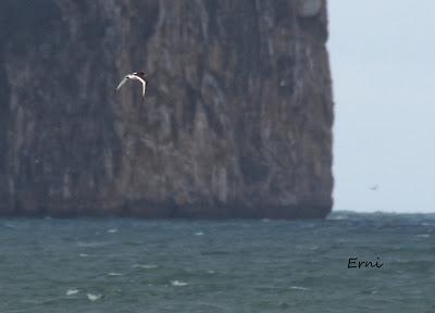 PASEANDO POR LA PLAYA