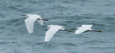 PASEANDO POR LA PLAYA