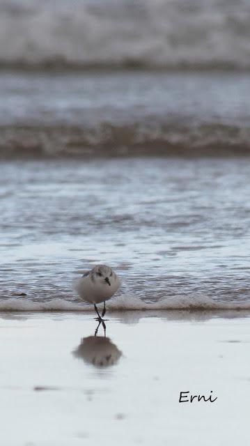 PASEANDO POR LA PLAYA