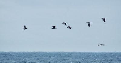 PASEANDO POR LA PLAYA