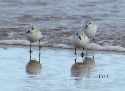 PASEANDO POR LA PLAYA