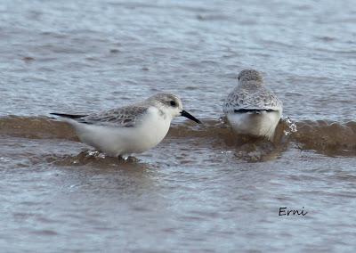 PASEANDO POR LA PLAYA