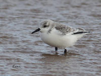 PASEANDO POR LA PLAYA