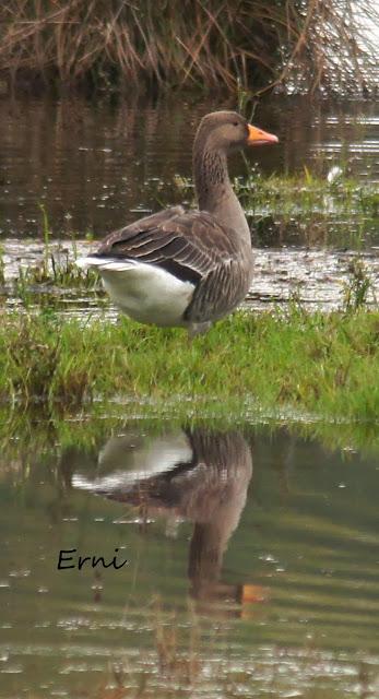 PREPARANDO LOS PRISMÁTICOS QUE VAN LLEGANDO