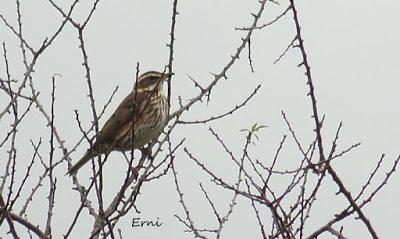 PREPARANDO LOS PRISMÁTICOS QUE VAN LLEGANDO