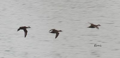 PREPARANDO LOS PRISMÁTICOS QUE VAN LLEGANDO