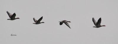 PREPARANDO LOS PRISMÁTICOS QUE VAN LLEGANDO