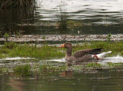 PREPARANDO LOS PRISMÁTICOS QUE VAN LLEGANDO