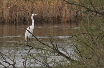 PREPARANDO LOS PRISMÁTICOS QUE VAN LLEGANDO