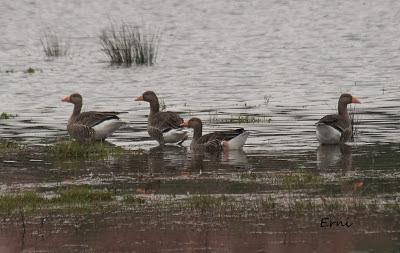 PREPARANDO LOS PRISMÁTICOS QUE VAN LLEGANDO