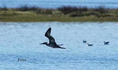 ALCATRACES A CASCOPORRO