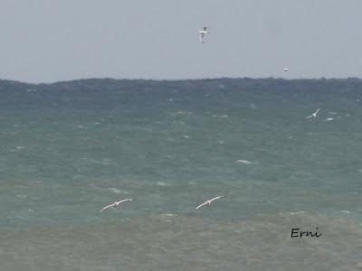 ALCATRACES A CASCOPORRO