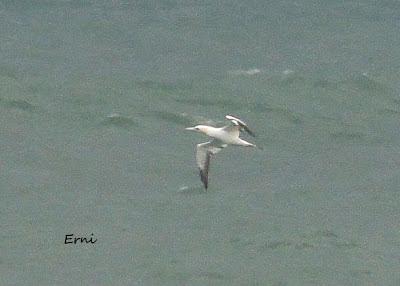 ALCATRACES A CASCOPORRO