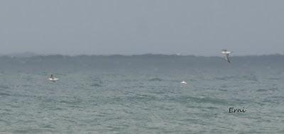 ALCATRACES A CASCOPORRO