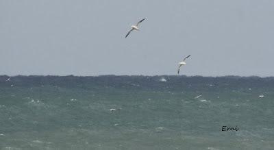 ALCATRACES A CASCOPORRO