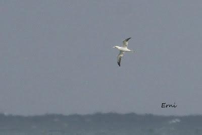 ALCATRACES A CASCOPORRO