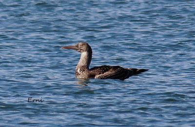 ALCATRACES A CASCOPORRO