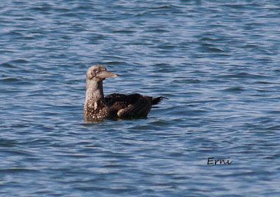 ALCATRACES A CASCOPORRO