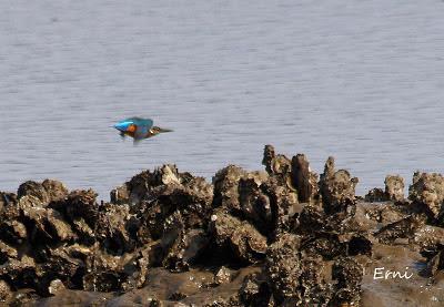 THE BIG YEAR SPAIN 2013 (SEPTIEMBRE)